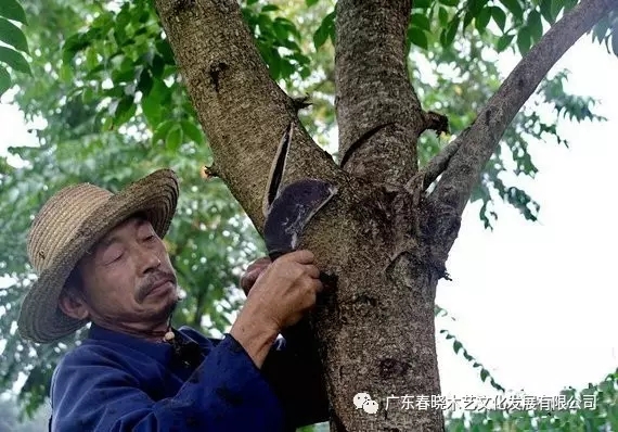 生漆，紅木家具的華美外衣(圖2)
