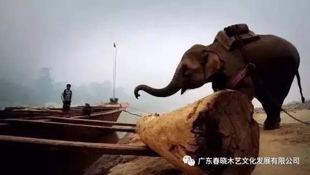 紅木木材是怎樣運出老撾深山老林的？(圖1)