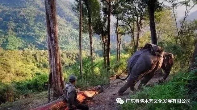 紅木木材是怎樣運出老撾深山老林的？(圖2)