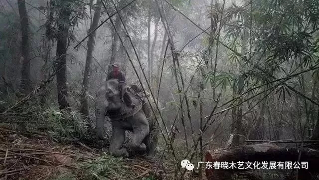 紅木木材是怎樣運出老撾深山老林的？(圖3)