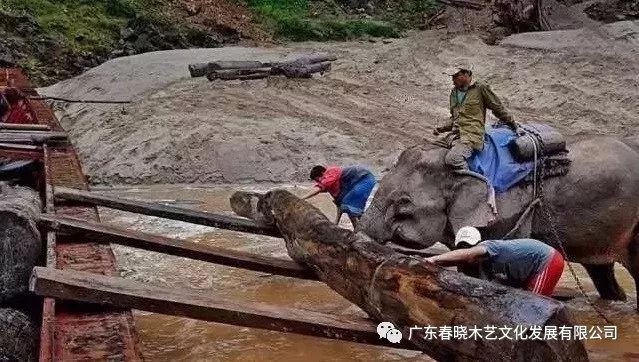 紅木木材是怎樣運出老撾深山老林的？(圖4)