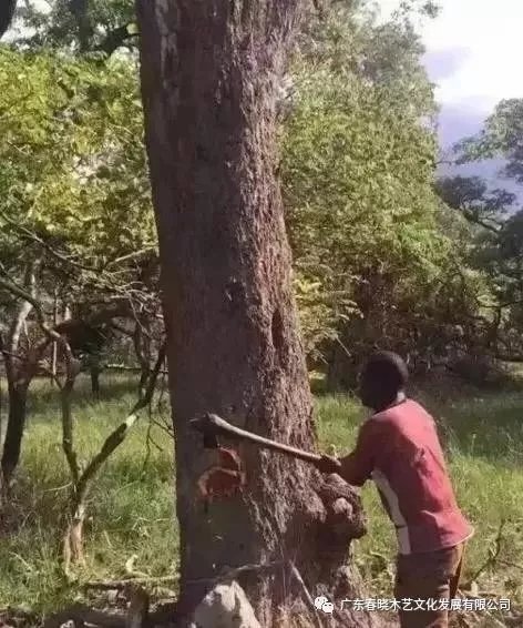 從非洲到中國(guó)，紅木的旅程可謂荊棘漫布(圖1)