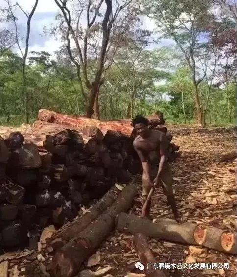 從非洲到中國(guó)，紅木的旅程可謂荊棘漫布(圖3)