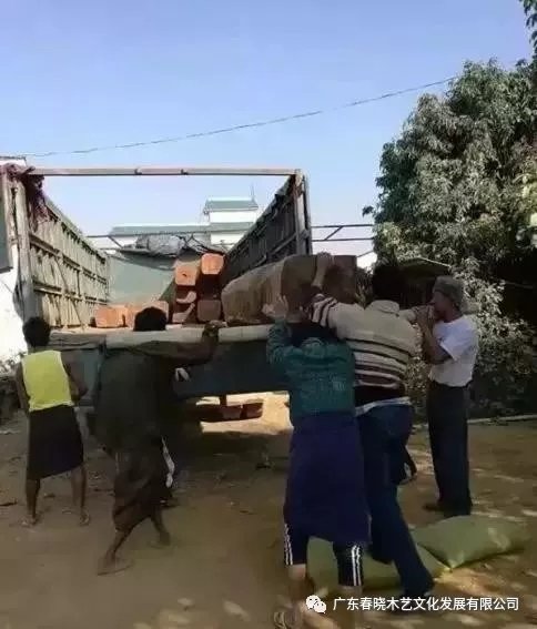 從非洲到中國(guó)，紅木的旅程可謂荊棘漫布(圖4)