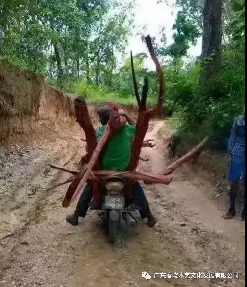 從非洲到中國(guó)，紅木的旅程可謂荊棘漫布(圖5)