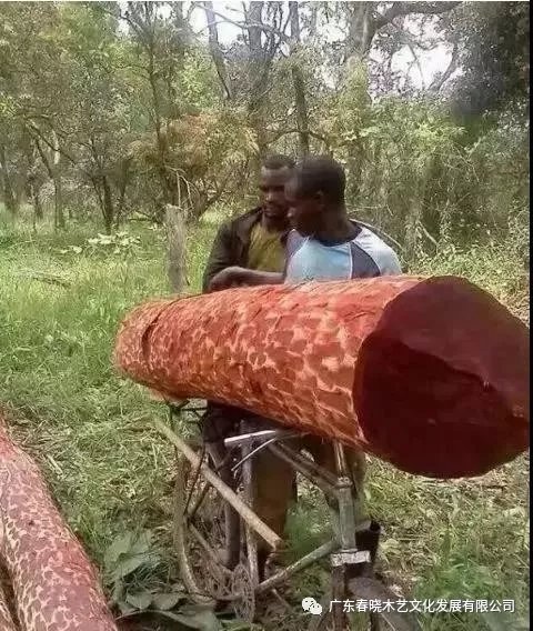 從非洲到中國(guó)，紅木的旅程可謂荊棘漫布(圖6)