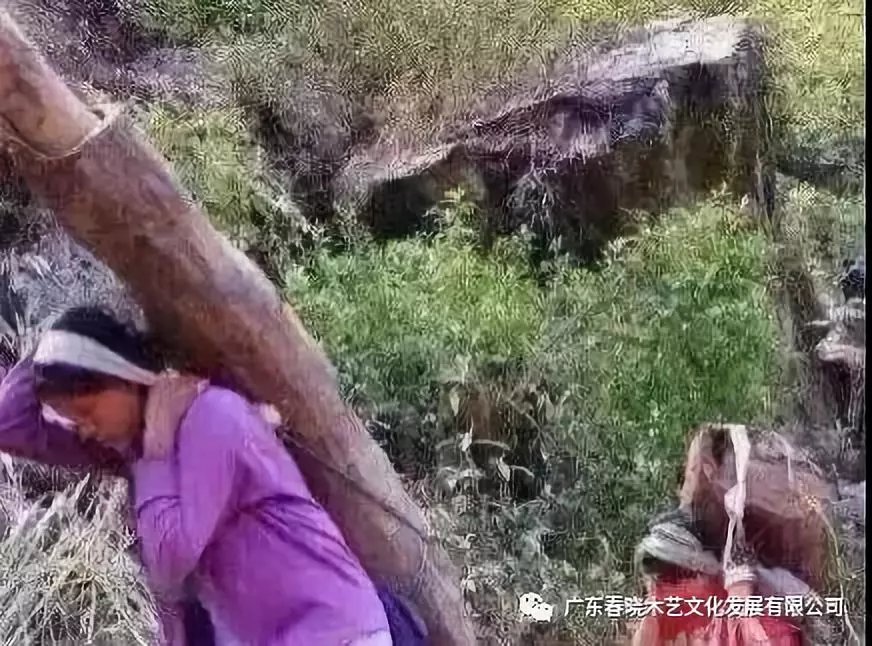 從非洲到中國(guó)，紅木的旅程可謂荊棘漫布(圖7)