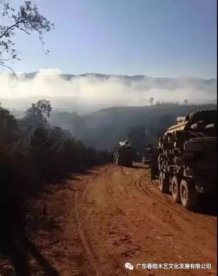 從非洲到中國(guó)，紅木的旅程可謂荊棘漫布(圖9)