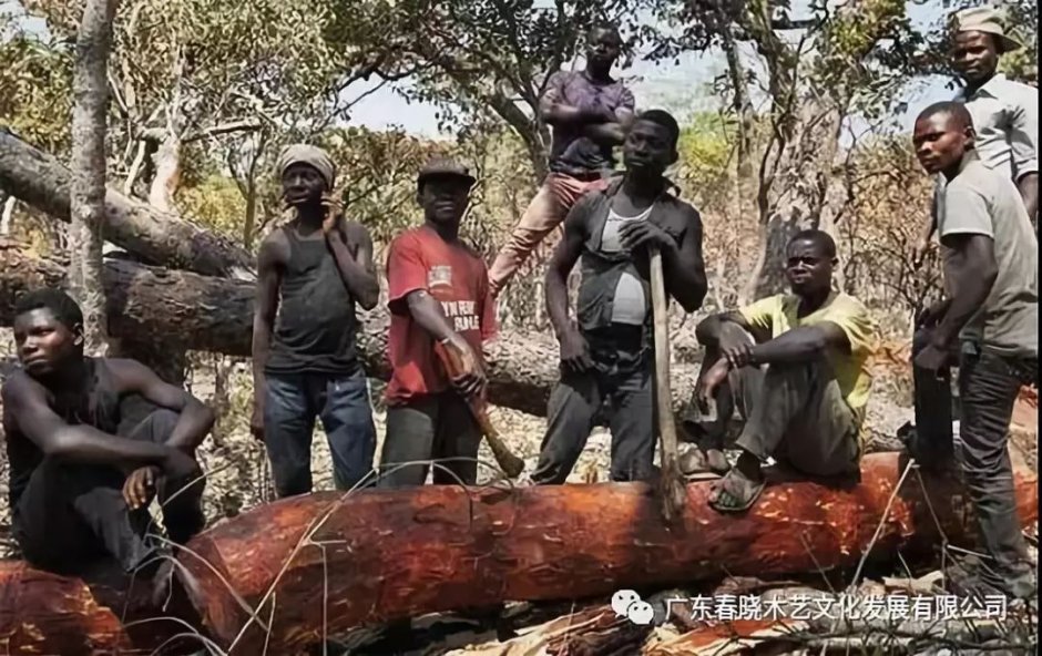 重磅消息！血檀被建議列入CITES公約附錄II(圖1)