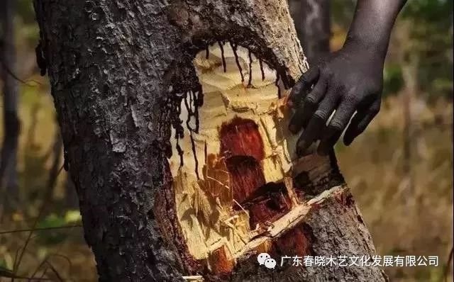 重磅消息！血檀被建議列入CITES公約附錄II(圖2)