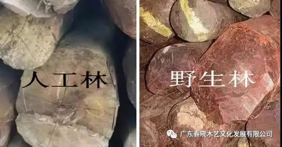 紅木人工林能代替野生林嗎？(圖3)