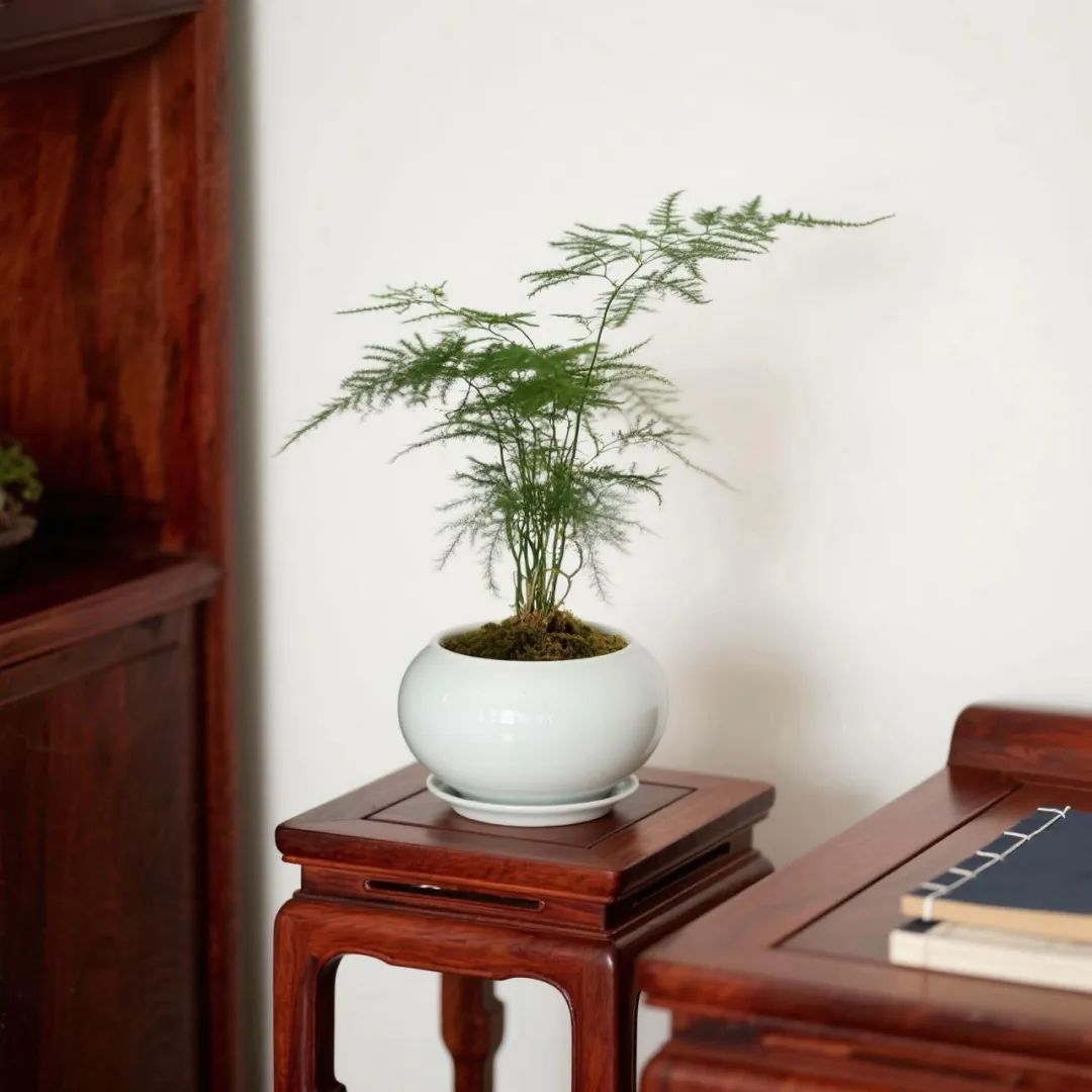 一張案，一盞燈，一盆綠(圖3)